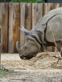 Close-up of monkey in zoo