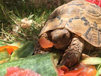 Close-up of turtle in grass