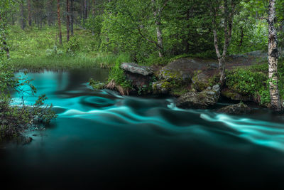 Scenic view of lake in forest