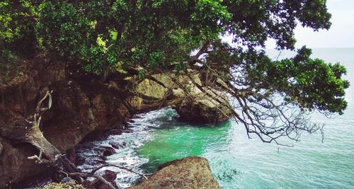 Scenic view of waterfall in forest