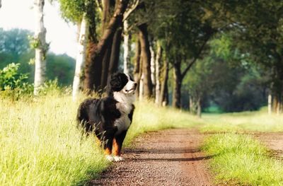 Dog running on road