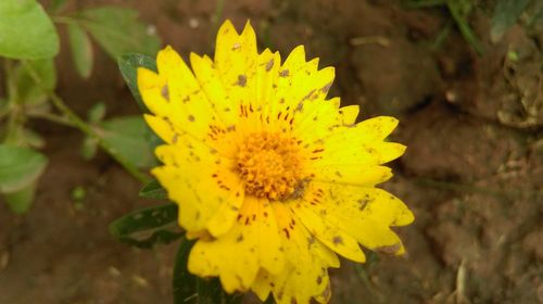 Close-up of yellow flower blooming outdoors