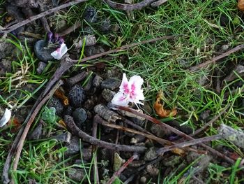 High angle view of flower on grass