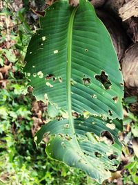 Close-up of green leaves
