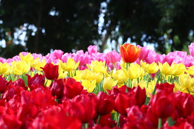 Close-up of red tulip flowers