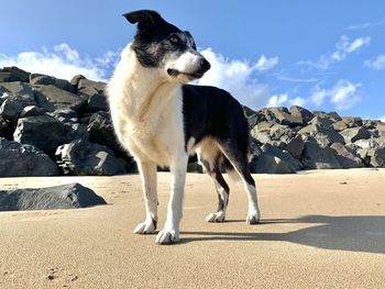 Portrait of dogs on sand at beach