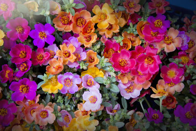 Close-up of flowers blooming outdoors