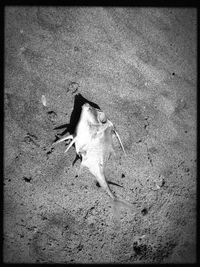 High angle view of fish on beach