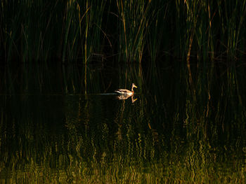 View of duck swimming in lake