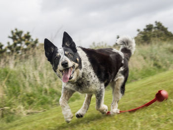 Dog running in field