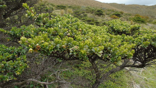 Close-up of fresh plants in field