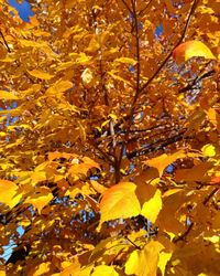 Close-up of yellow flower tree