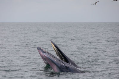 View of fish in sea