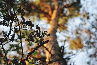 Low angle view of tree