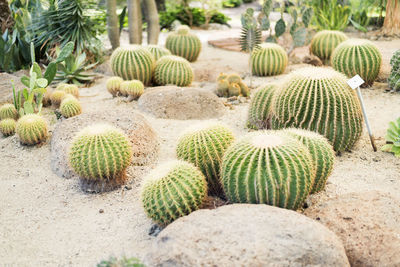 Cactus garden decoration