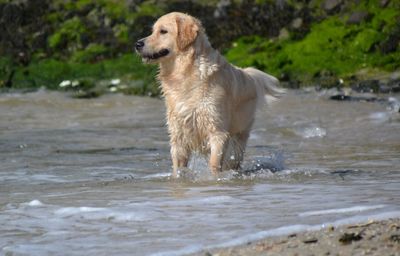 Dog running in water