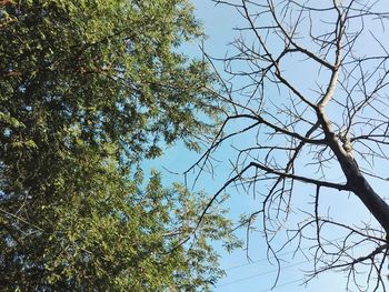 Low angle view of trees against clear sky