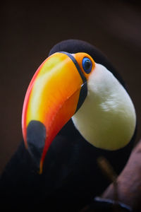 Close-up of bird