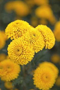 Close-up of yellow flowers blooming outdoors