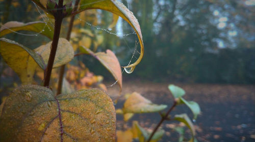 Close-up of plant against blurred background