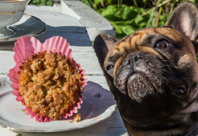 Close-up of french bulldog looking at cupcake on table