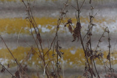 Close-up of dry plants on field