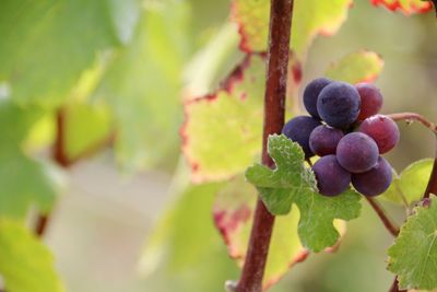 Close-up of grapes growing on tree