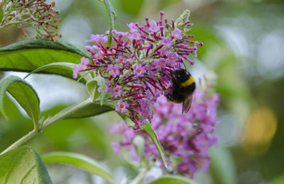 Close-up of bee on purple flower