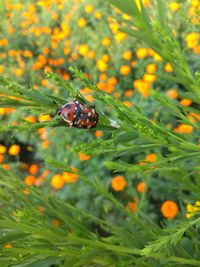 Close-up of insect on flower