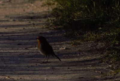 Close-up of bird on field