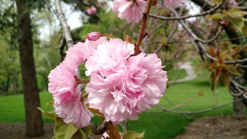 Close-up of fresh pink flowers blooming on tree