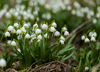 Close-up of white flowering plants on field