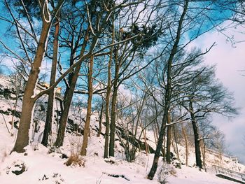 Bare trees on snow covered landscape