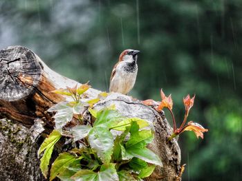 Close-up of bird perching on tree