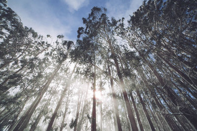 Low angle view of sunlight streaming through trees in forest