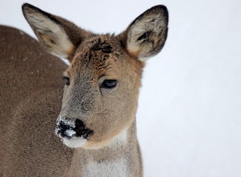 Close-up portrait of deer