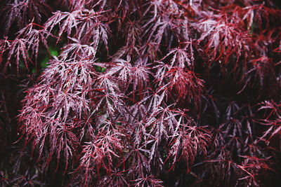 Full frame shot of dry plants