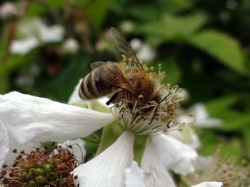 Close-up of bee on white flower