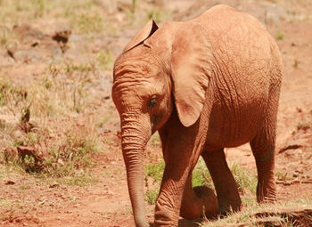 Elephant standing on landscape