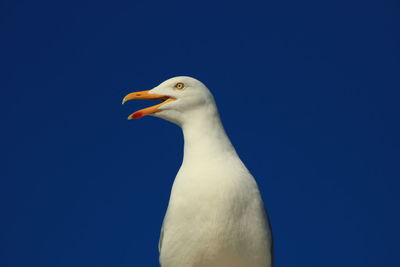 Low angle view of bird against clear blue sky
