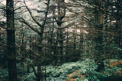 Bare trees in forest