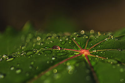 Close-up of wet plant leaves during rainy season