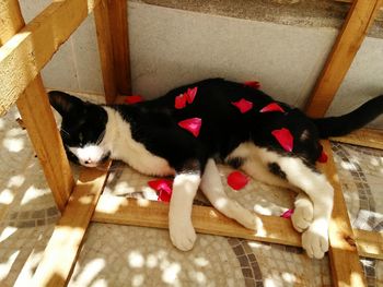 High angle view of cat resting at home