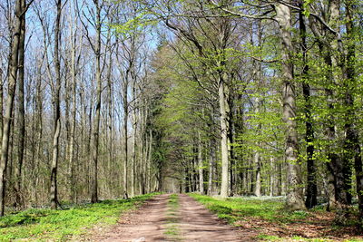 Dirt road amidst trees in forest