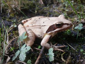 Close-up of frog on land in forest