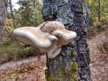 Close-up of mushroom growing on tree trunk