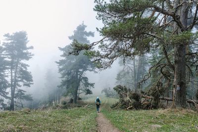 Rear view of man walking on mountain in foggy weather
