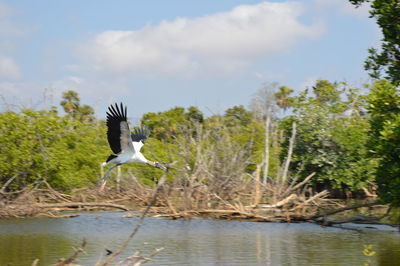 Seagull flying over lake against sky