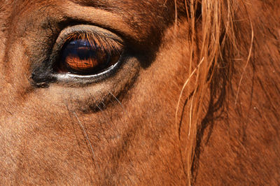 Close-up of horse eye