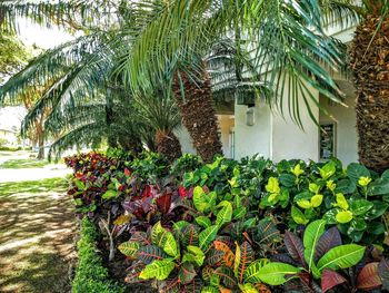 Plants growing in garden